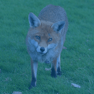 Fox animal in Germany