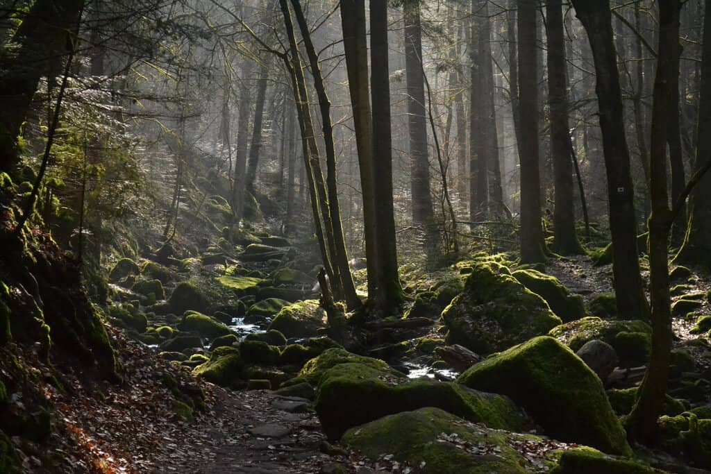 Münster, The Black Forest, Germany