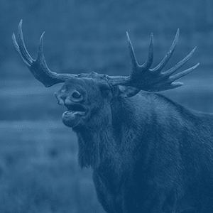 Elk in Black Forest Germany