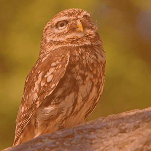 Owl bird 